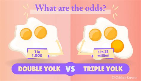 odds of double yolk egg|What are the odds of getting a double.